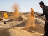 خرید تضمینی بیش از 1.6 میلیون تن گندم توسط تشکل‌های تعاون روستایی