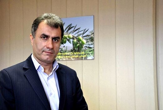 برداشت نوبرانه فندوق از باغات گیلان آغاز شد