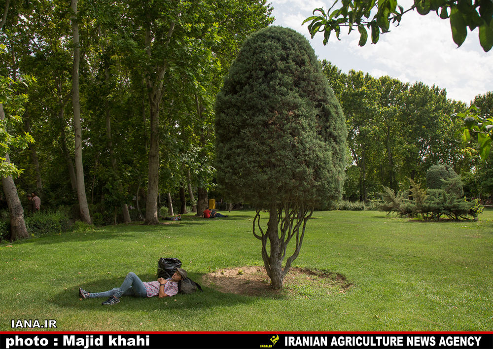 استراحت در فضای سبز شهری