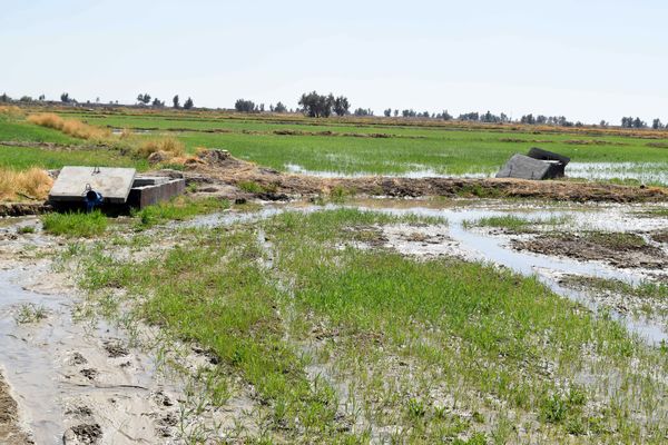 24 هزار هکتار از اراضی کشاورزی دشت سیستان آبیاری شد