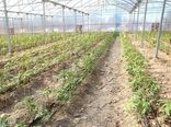 کشت انواع محصولات در محیط‌های گلخانه ای با جدیت برنامه ریزی و دنبال می شود
