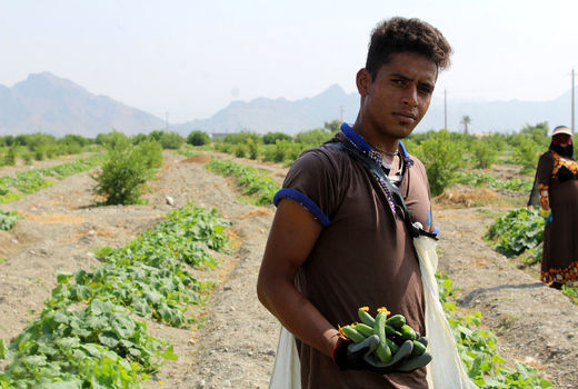 برداشت خیار در منطقه هشتبندی هرمزگان
