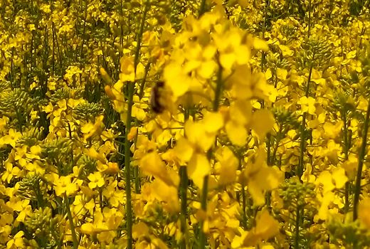 توزیع کودهای شیمیایی در شهرستان ارزوئیه برنامه ریزی و مدیریت می‌شود