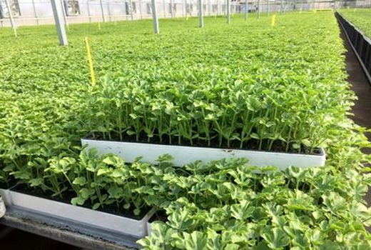 تولید 25 میلیون نشاء در گراش 