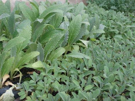 آغاز ثبت نام متقاضیان استفاده از تسهیلات 4 درصدی برای کشت گیاهان دارویی در آذربایجان غربی