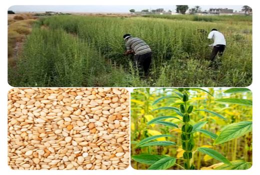 طرح تحقیقی مقایسه عملکرد لاین‌های امیدبخش کنجد با رقم شاهد محلی  