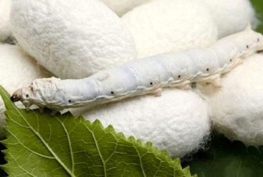 پرورش پاییزه کرم ابریشم در 10 استان کشور