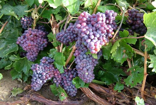 آغاز برداشت انگور یاقوتی - سیستان و بلوچستان