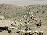 خریـد دام مـازاد عشایـر استـان کرمان در طرح خشکسالی