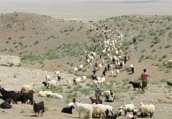 خریـد دام مـازاد عشایـر استـان کرمان در طرح خشکسالی