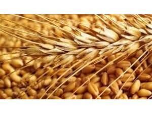 خرید تضمینی 340 تن گندم از کشاورزان بابل/ خوشه‌دهی 19 هزار هکتار از مزارع برنج