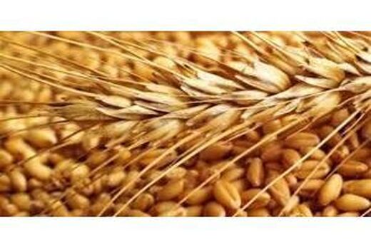 خرید تضمینی 340 تن گندم از کشاورزان بابل/ خوشه‌دهی 19 هزار هکتار از مزارع برنج
