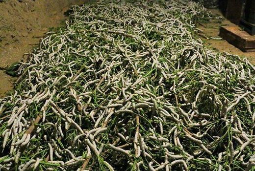 فعالیت هزار خانوار جرگلانی در پرورش کرم ابریشم 