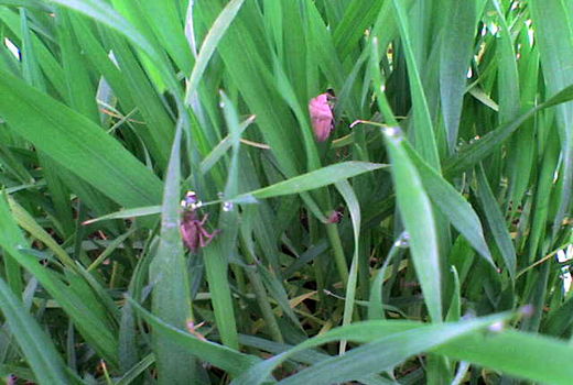 14 کارشناس کشاورزی،مزارع غلات شهرستان البرز را رصد می کنند