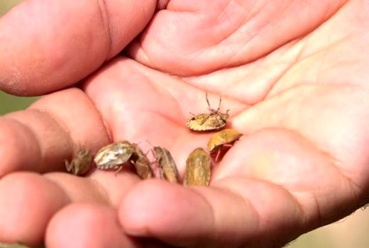 سن آفتی برای گندم و نان