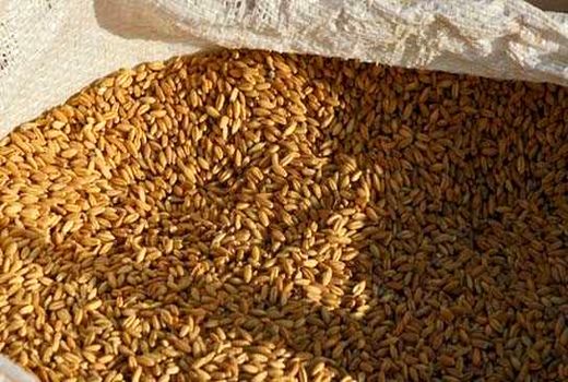 چهار هزار و 500 تن جو از کشاورزان استان قزوین خریداری شد