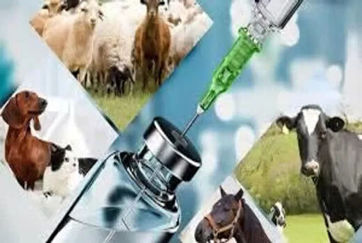 صادرات ۱۱ تنی فرآورده‌های دارویی دامپزشکی قزوین