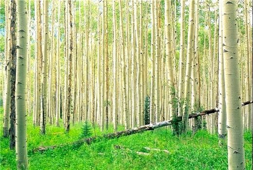 اعطای نهال رایگان و تسهیلات بانکی ارزان به متقاضیان زراعت چوب