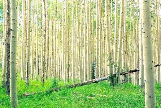 اعطای نهال رایگان و تسهیلات بانکی ارزان به متقاضیان زراعت چوب