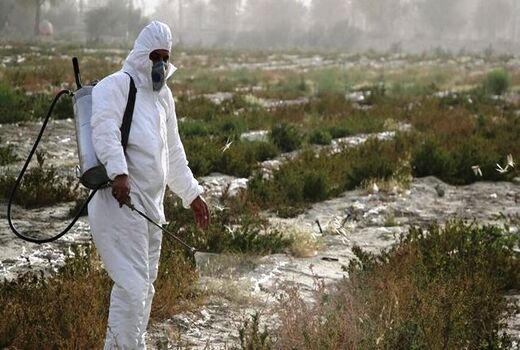 مبارزه با آفت ملخ صحرایی به 45 هزار هکتار رسید