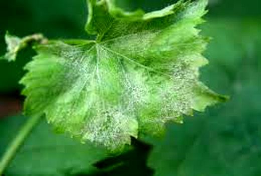 مشاهده سفیدک انگور در تاکستان‌های خراسان شمالی 