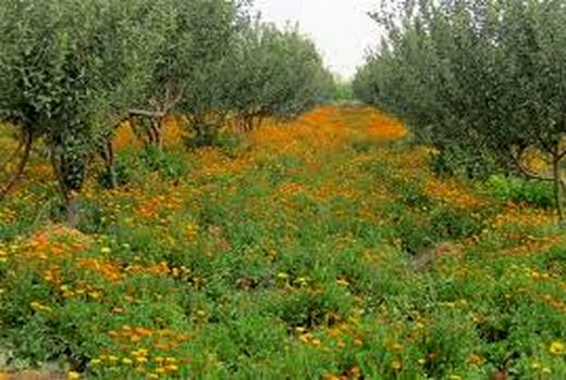 برداشت ۴ تن محصول شیره باریجه و کتیرا 