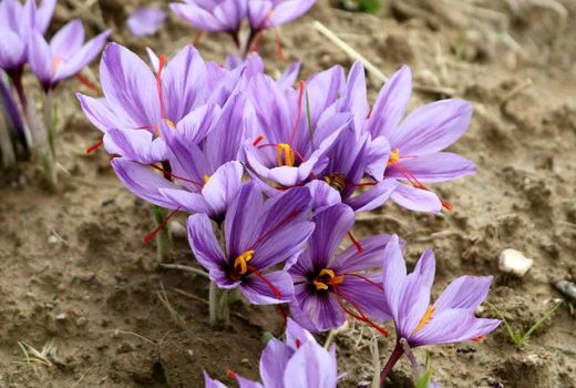 کشت زعفران در شهرستان سامان آغاز شد