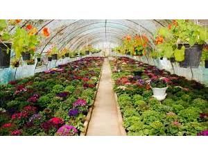 480 گلخانه‌دار در بابل فعالیت دارند