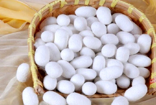 خرید توافقی پیله تر ابریشم در شفت