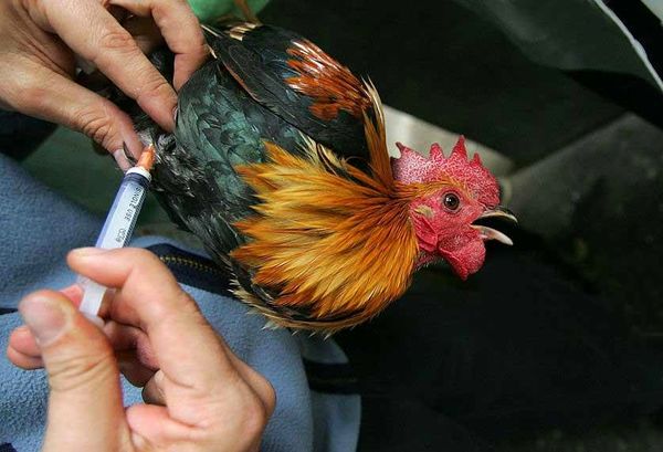 آغاز واکسیناسیون طیور بومی بر علیه بیماری نیوکاسل 