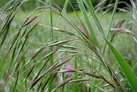 تاثیر 30 درصدی علف های هرز بر محصولات پاییزه