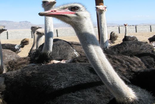 احداث بزرگترین واحد پرورش شترمرغ کشور در چابهار