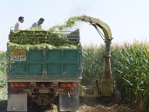  کاهش وابستگی صنعت دام به واردات با اصلاح ساختار زراعت کشور