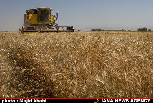 پایان برداشت گندم در شهرستان جهرم
