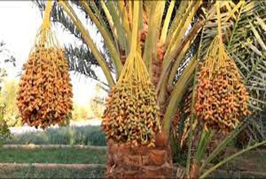 برداشت 10 هزار تن خرما از نخیلات خرمشهر