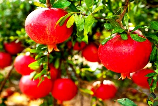 پیش بینی تولید بیش از 72 هزارتن انار در کازرون