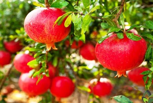 پیش بینی تولید بیش از 72 هزارتن انار در کازرون