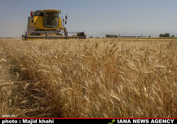 فقط در گندم خودکفا شده‌ایم