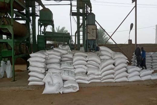 توزیع ۶ هزار و ۵۰۰ تن بذر گندم توسط تعاون روستایی خوزستان