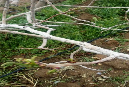 خسارت ۹۶ میلیاردریالی به بخش های کشاورزی شهرستان کرمان