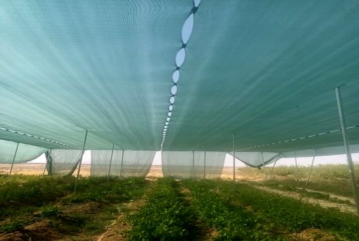 اجرای طرح سایبان برای اولین بار در استان یزد