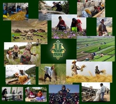 75 درصد تولیدات بخش کشاورزی استان دربخش زراعت است