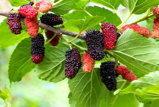 آغاز برداشت توت درختی از توتستان های آذربایجان غربی