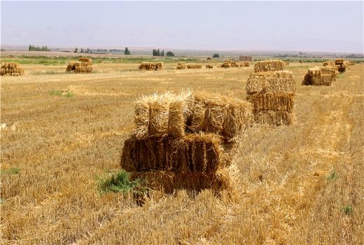 استفاده از  12هزار تن بقایای بخش کشاورزی در سال جاری   