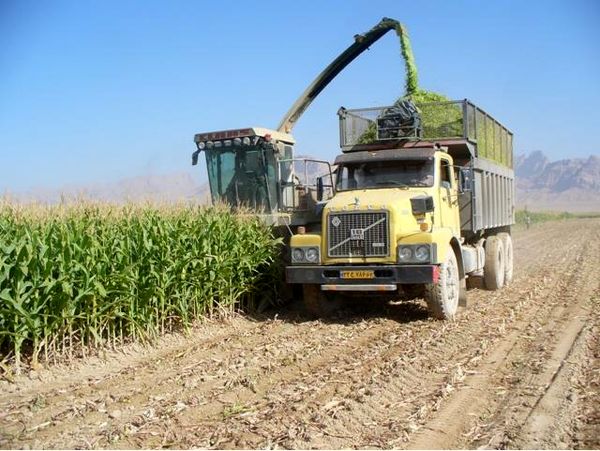 کشت 1800 هکتاری جو و ذرت علوفه ای در شالیزارهای بابل