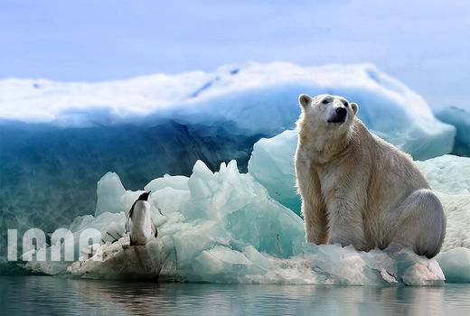 خرس قطبی 