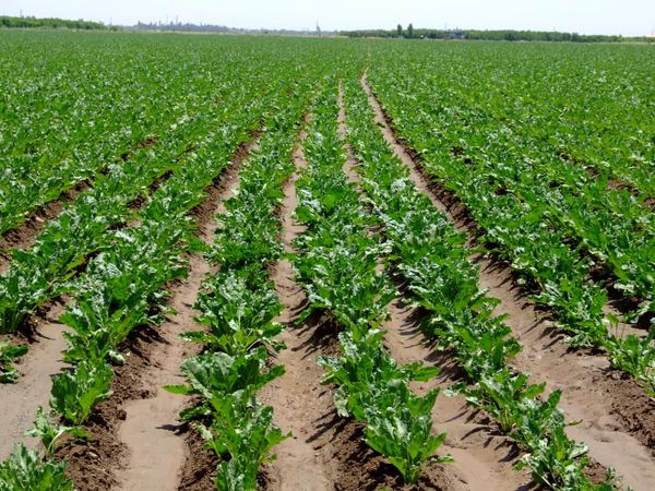 کشت چغندرقند در ۸۴۲ هکتار از مزارع کشاورزی قزوین