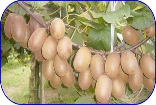 تولید 640 میلیاردی کیوی در نوشهر/ صادرات 4900 تنی