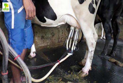 شرایط خشکسالی دلیل افزایش قیمت نهاده هاست 