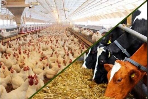 پرداخت ۸۵۰ میلیارد تومان تسهیلات به فعالان بخش دام و طیور استان